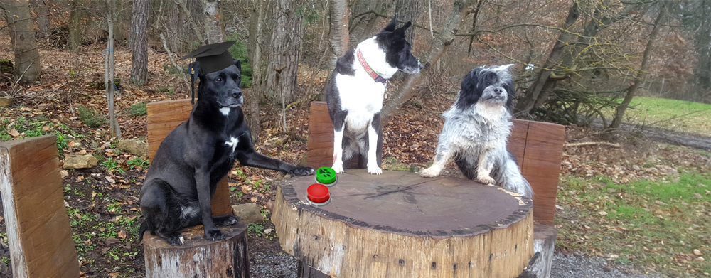 Hundekurs-Banner Hunde sitzen am Tisch